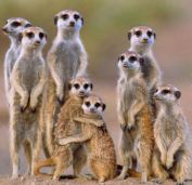 meerkat3 raptorfoundation co uk